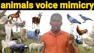 Animal voices mimicry - सभी की हुबहू आवाज सुन आप भी दंग रह जाओगे                       || Bp albela