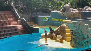 Sea Lion Show at Loro Parque, Tenerife, 27 August 2021