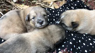 Poor abandoned puppies only cry and cry for help when separated from their mothers