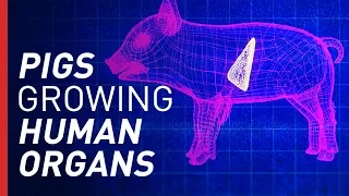 Can Growing Organs in Pigs Solve the Organ Shortage? | Freethink On the Fringe