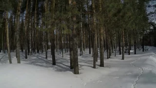 Следы Глухаря на снегу во время тока