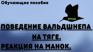 Как манить вальдшнепа (Обучающие пособие) Охота на весенней тяге.