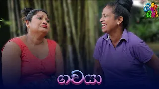 GAWAYA - ගවයා / Shirosina