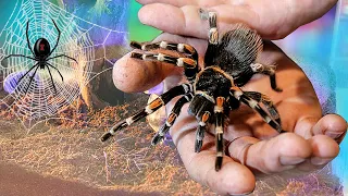 What if KARAKURTA, TARANTULA and TARANTULA ARE SET IN ONE TERRARIUM?