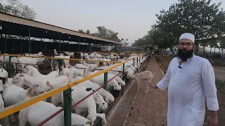 Celebrating The Festival Of Sojat Mela At Classic Goat Farm With Nadeem Bhai Bhiwandi Mumbai.