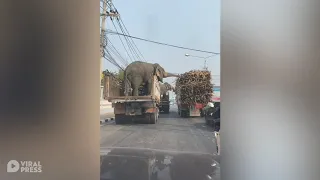 Elephants Steal sugarcane From Truck Next To Them Full HD