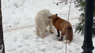 Alice fox. The fox wanted to take away food from the White, but he was not at a loss.