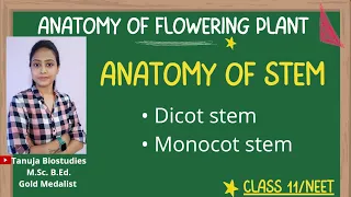 Ch-6 Anatomy of Stem | Dicot Vs Monocot stem | Class 11 Biology /NEET/AIIMS