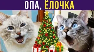 Приколы. ОПА, ЁЛОЧКА | Мемозг #154