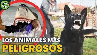 Los ANIMALES más PELIGROSOS para los HUMANOS 💀