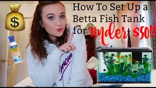 HOW TO SET UP A BETTA FISH TANK FOR UNDER $50 DOLLARS | ItsAnnaLouise