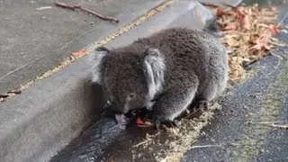 Спрагла коала напилася стічної води