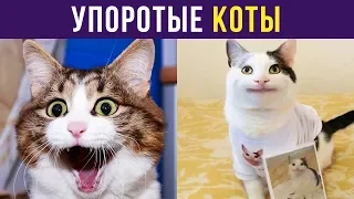 Приколы с котами. Упоротые коты | Мемозг #122