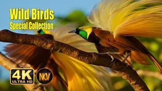 Wild Birds Special Collection || 4K VIDEO ULTRA HD || 60FPS