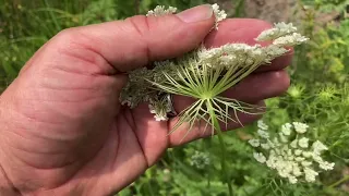 queen anne’s lace/wild carrot vs the poisonous water hemlock with herbalist jim mcdonald