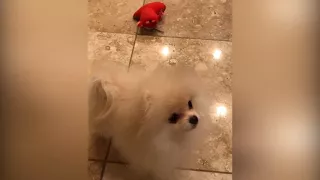 THE CUTEEST POMERANIAN -  FUNNY ANIMALS VIDEOS