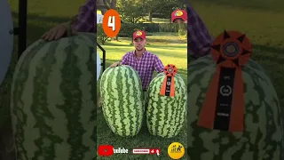 5 biggest watermelon in the World | #shorts, #viral, #worldrecord #biggest #farming