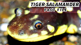 Tiger Salamander Facts: ALWAYS WATCHING 👀 Animal Fact Files