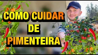 TUDO SOBRE o PÉ DE PIMENTA - ILUMINAÇÃO, REGA, ADUBAÇÃO e PRAGAS | Henrique Buttler