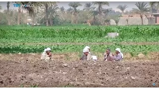 Money Talks: Farming without water in Egypt