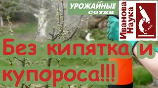 Без купороса и кипятка! 5 рецептов для ранней весенней обработки смородины, крыжовника и всего сада.