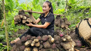 Harvesting grinding tuber goes to market sell - Cook food for pigs | Ly Thi Tam