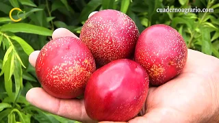 Recolección de fruta de hueso en Utrera, Sevilla