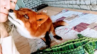 My special bond with foxes