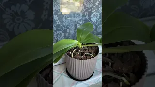 Спасаю орхидеи 🌺 день 3