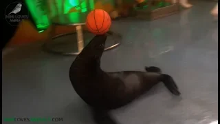 Funny Smart Cute Sea Lion - Sea Lions Playing Volleyball, Basketball - Funny and Cute Seals