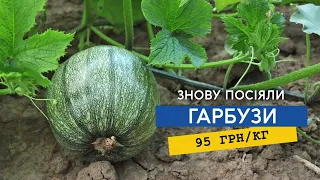 Насіяли гарбузів Гляйсдорфер! Торік здали по 95 грн/кг, прибутковість  майже 100%. Треба чекати ціну