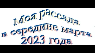 Рассада в середине марта 2023 года