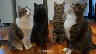 ПРИКОЛЫ КОТЫ 2021 СМЕШНЫЕ КОШКИ И КОТЫ ПРИКОЛЫ С КОТАМИ И КОШКАМИ кушакӗсем cats jokes 3ЧАСТЬ