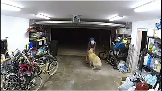 Surveillance video | A Golden Retriever distracts a bike thief