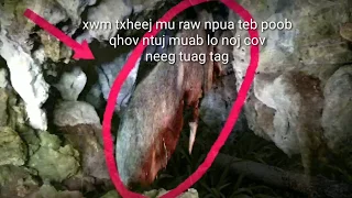 Xwm txheej​ mu raw npua teb poob qhov ntuj muab lo noj cov neeg tuag tag 10-6-2020