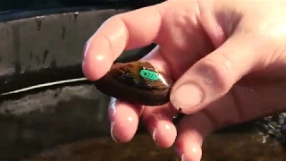 Native Freshwater Mussel Program