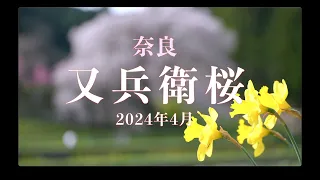 奈良県宇陀市の一本桜「又兵衛桜（本郷の瀧桜）」が見頃になりました2024年4月