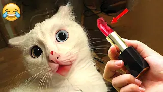 Funniest Animals 😄 New Funny Cats and Dogs Videos 😹🐶 - Part 13