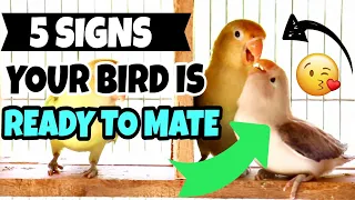 5 SIGNS YOUR BIRD IS READY TO BREED - How To Know If Your Lovebird Is Ready To Breed
