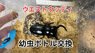 ウエストウッディオオシカクワガタ幼虫ボトル交換！