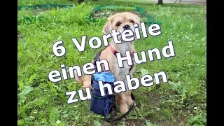 Die 6 Vorteile ein Hundebesitzer zu sein