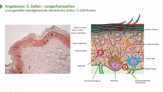 Lympthorgane: Lymphatisches System: Immunsystem mit zellulären und humoralen Komponenten