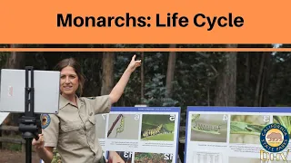 Monarchs: Butterfly Life Cycle