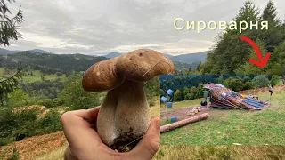 White mushrooms, high in the mountains Cheesecake! An exciting journey through the Carpathian