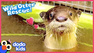Cuddliest Baby Otter Walks Right Up To Family To Ask For Help! | Rescued! | Dodo Kids