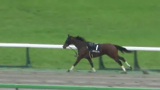 【安田記念2023】day 12R 【落馬・放馬】ある意味凄いスタミナ エリカコレクト 現地映像