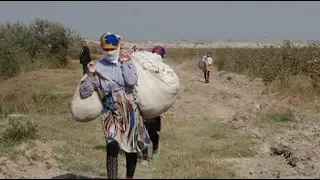 Uzbekistan: Forced Labor Linked to World Bank