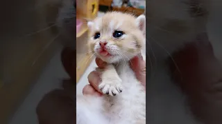 OMG So Cute Cats ♥ Best Funny Cat ❤️🐈Videos 2021 #  2252 56