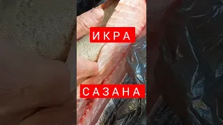 🤤🤤🤤 #астрахань #рыбалка #вобла #густера #карась #окунь #премиум