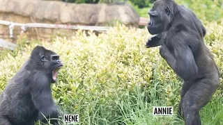 Silverback Gorilla Favors Daughter Over Son | The Shabani Group